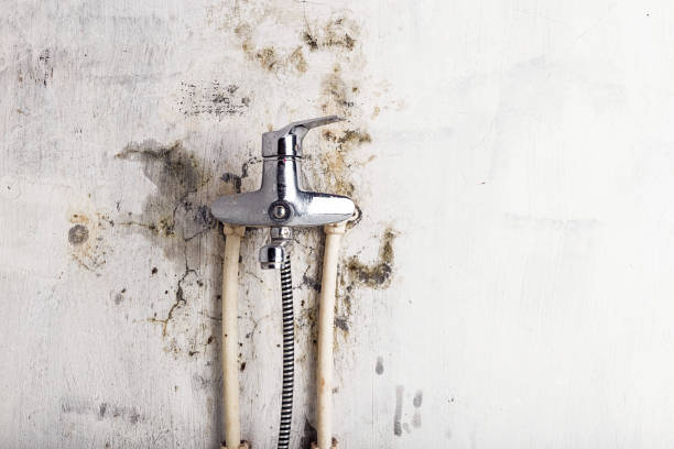 Best Mold Damage Repair  in Pearl, MS