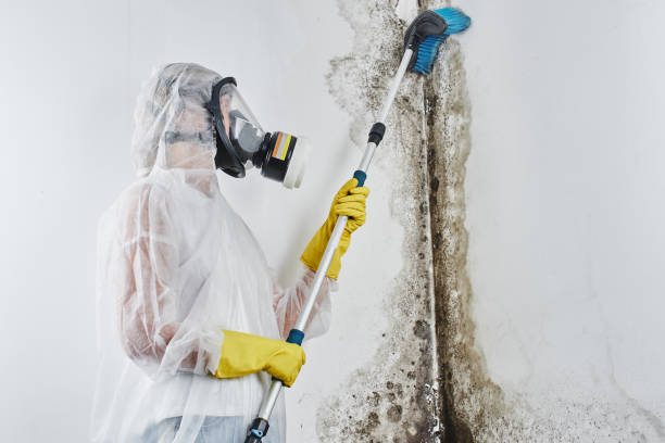 Best Mold Damage Repair  in Pearl, MS
