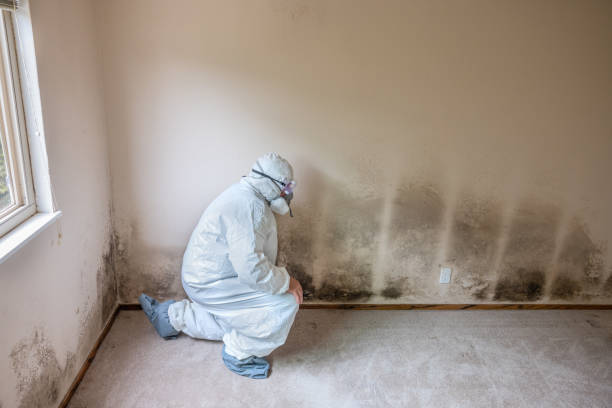 Best Certified Mold Removal  in Pearl, MS