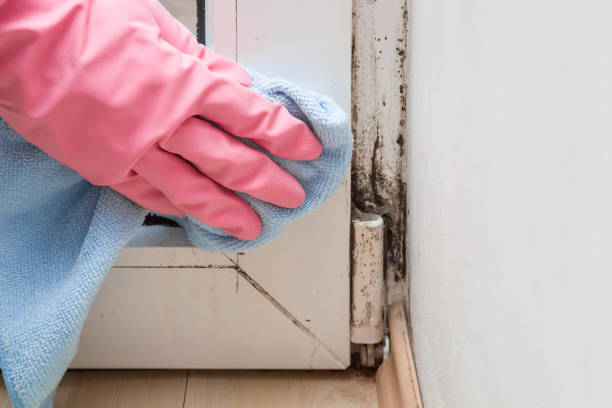Certified Mold Removal in Pearl, MS