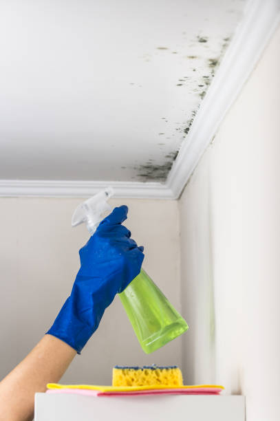 Best Certified Mold Removal  in Pearl, MS
